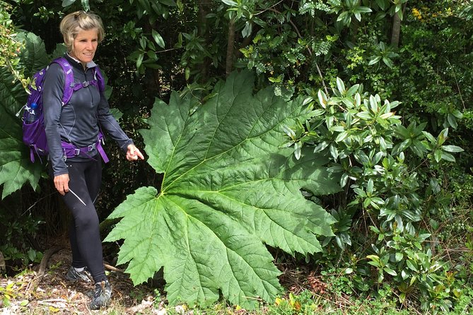 Full day HIKE Alerce Andino Parque Nacional. - Why Alerce Andino is worth a full day