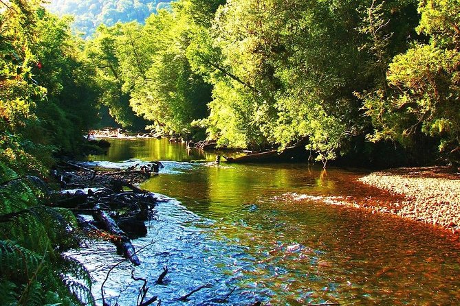 Full day HIKE Alerce Andino Parque Nacional. - Six hours among ancient forest