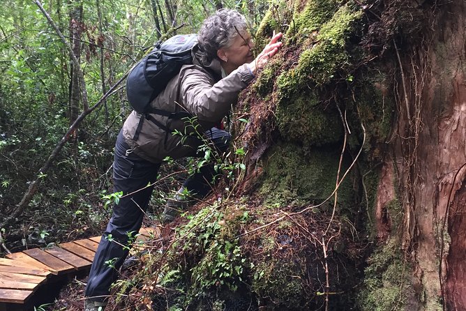 Full day HIKE Alerce Andino Parque Nacional. - Practical details for a smoother day