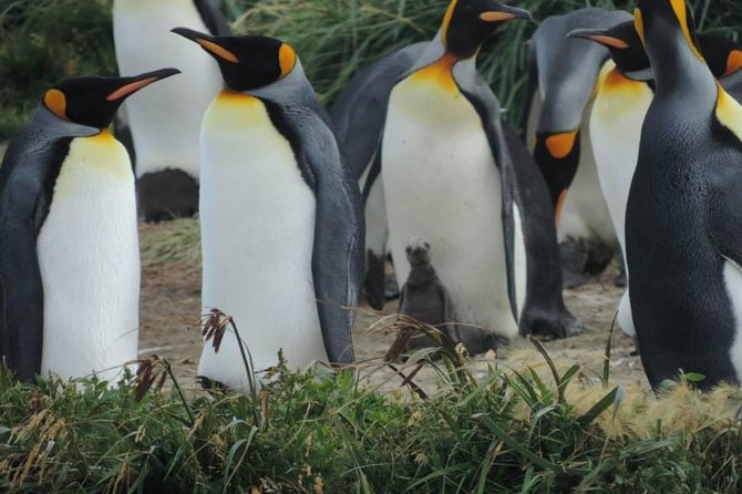 FULL DAY KING PENGUIN COLONY (private tours) - Key points to know before booking