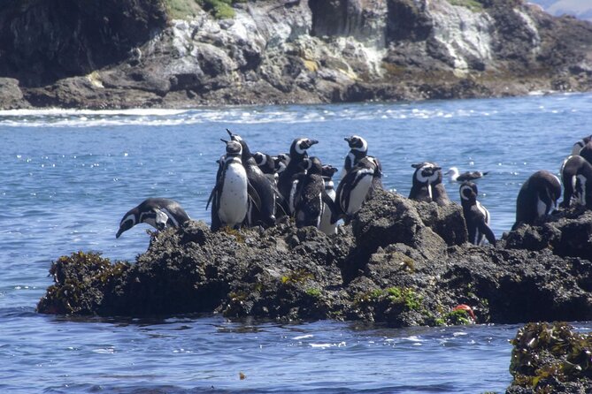 Full Day on Chiloé Island Visiting Penguins in Puñihuil - Lunch near Puñihuil, with an important extra cost