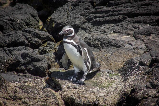 Full Day on Chiloé Island Visiting Penguins in Puñihuil - The return journey and the group experience