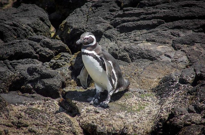 Full Day on Chiloé Island Visiting Penguins in Puñihuil - How weather changes the day