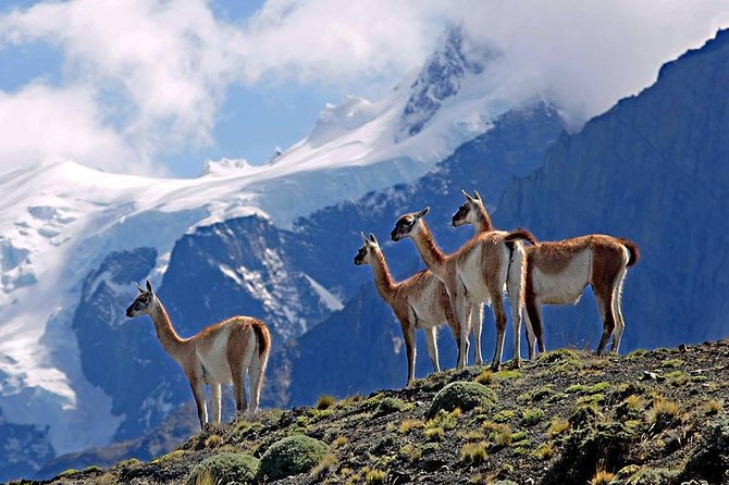 Full day Private Paine - Leaving Punta Arenas at 9:00 a.m.