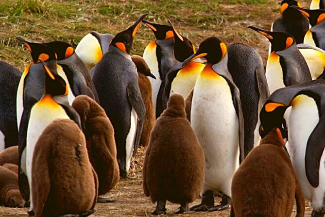 Full Day Tierra del Fuego King Penguins - At a glance: what makes this day different