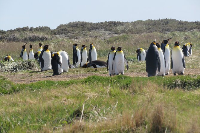 Full Day Tierra del Fuego King Penguins - Returning through Punta Delgada