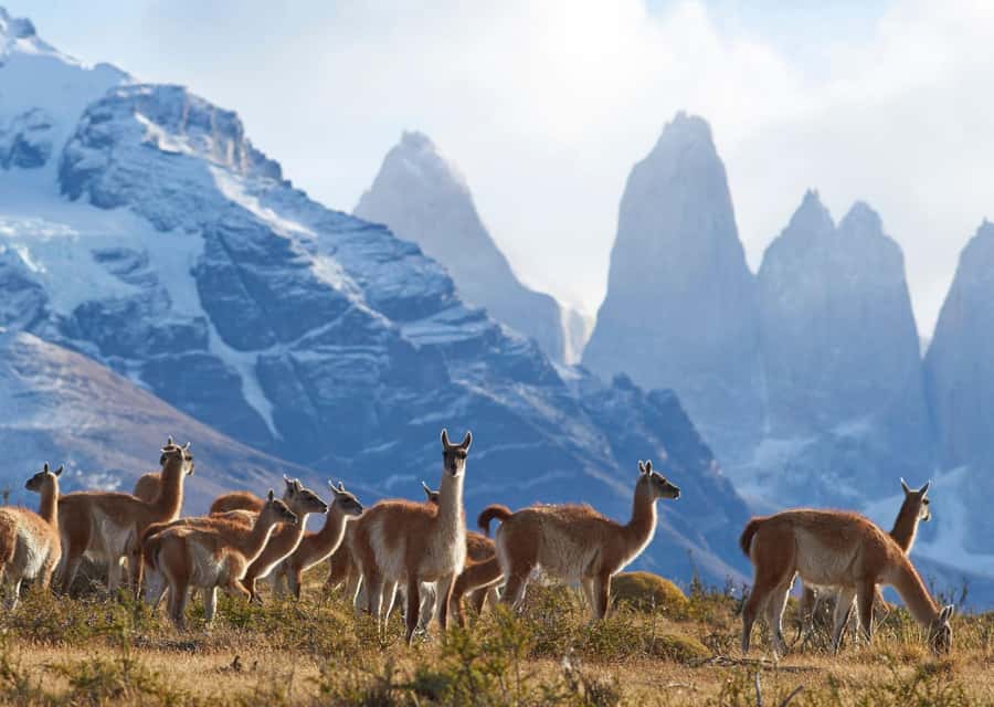 Full-Day Torres del Paine National Park from El Calafate - Cerro Castillo Gives You Your First Chilean Pause