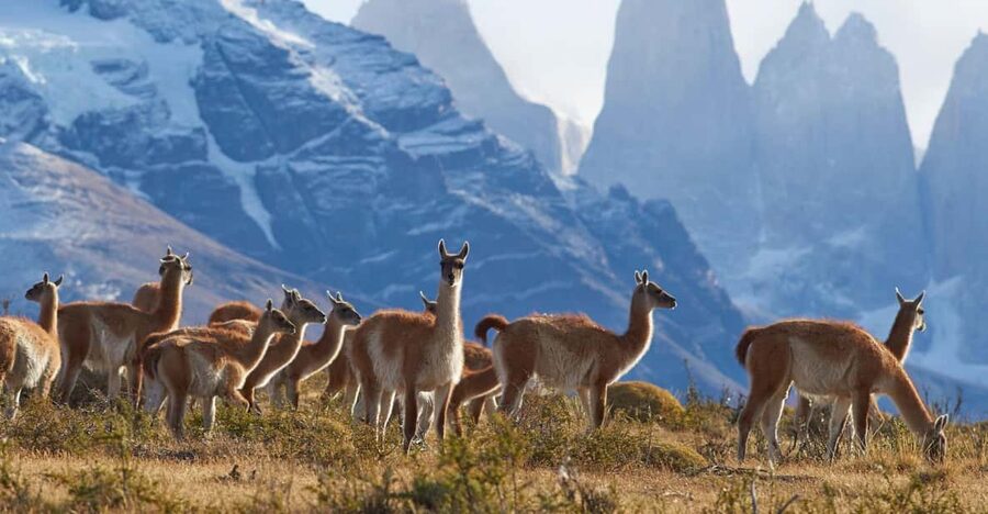 Full-Day Torres del Paine National Park from El Calafate - Torres del Paine National Park: Big Views, Short Walks