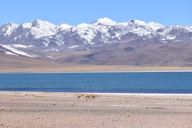 Full Day Tour Piedras Rojas Altiplanic Lagoons Chaxa Lagoon - Why this 11-hour route is worth considering