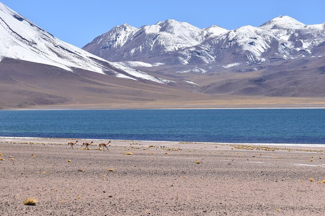Full Day Tour Piedras Rojas Altiplanic Lagoons Chaxa Lagoon - Piedras Rojas: three hours among red volcanic rock