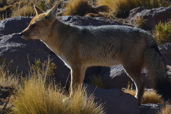 Full Day Tour to Geyser del Tatio, Vado Putana and Machuca - Breakfast in the cold desert morning