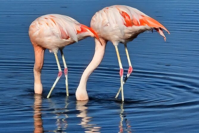 Full Day Tour to Piedras Rojas, Altiplanic Lagoons and Chaxa - Why this full-day route works