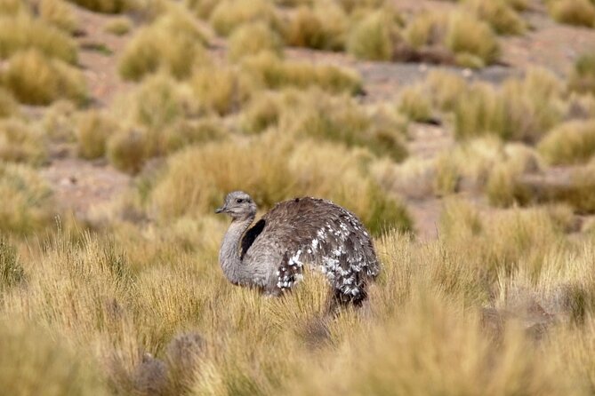 Geysers del Tatio - The guide makes the difference