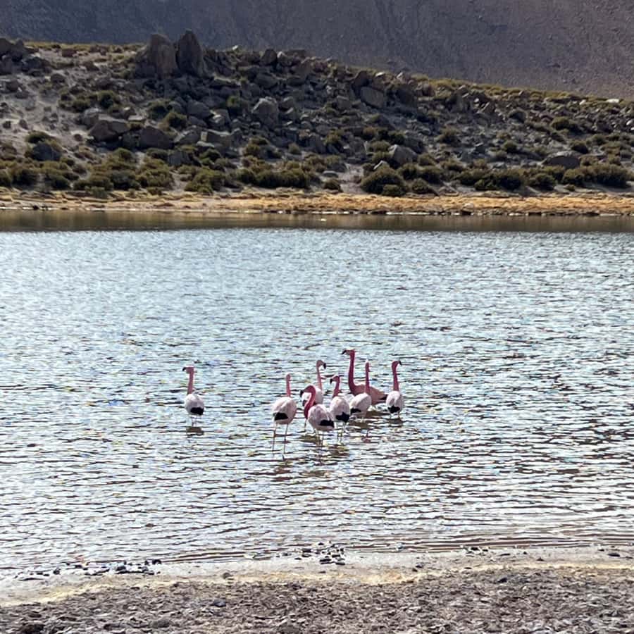 Geysers del Tatio: Sunrise and breakfast in Atacama - Breakfast beside the geothermal field