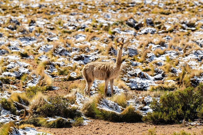 Guided tour to the Tatio Geyser breakfast at Geyser Blanco - Putana River shows the high plateau at its quietest