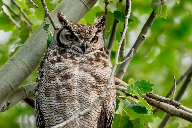 Half-Day Birdwatching Santiago: Wetland or Mountain - Key points to know before booking
