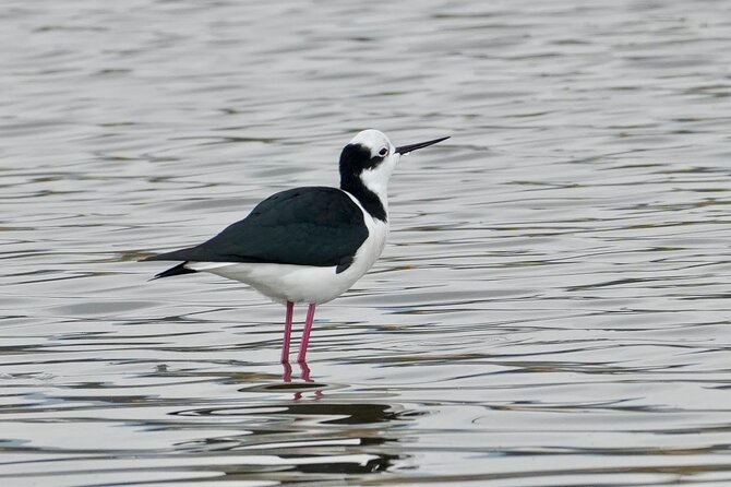 Half-Day Birdwatching Santiago: Wetland or Mountain - Choosing Batuco Wetland for freshwater birds