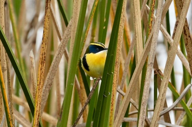 Half-Day Birdwatching Santiago: Wetland or Mountain - What the five-hour schedule means in practice