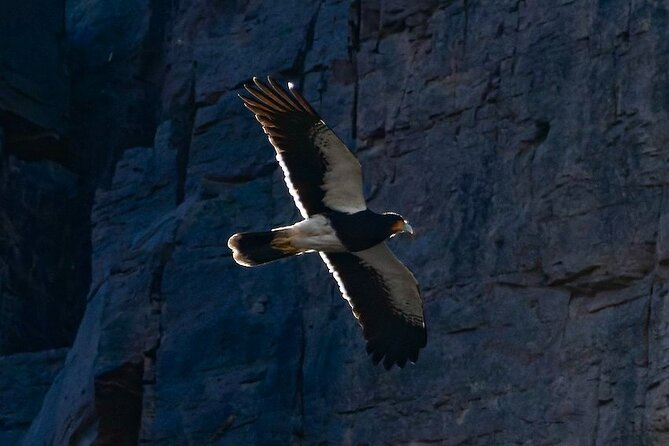 Half-Day Birdwatching Santiago: Wetland or Mountain - The included picnic and birdwatching equipment
