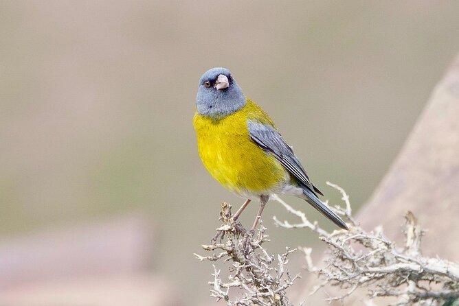Half-Day Birdwatching Santiago: Wetland or Mountain - Is $180 per person a fair price?