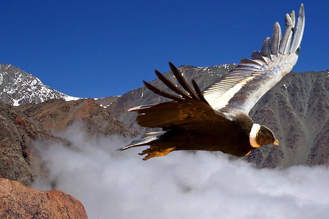Half Day Private Trip to Valle Nevado with Cheese and Wine Carbon Neutral trip - At a glance: what makes this Andes trip worthwhile