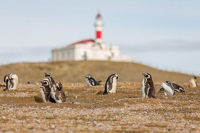 Half Day sailing Magdlena Island Penguin Colony P.Arenas October to March only - The four-hour schedule, from Punta Arenas to the island