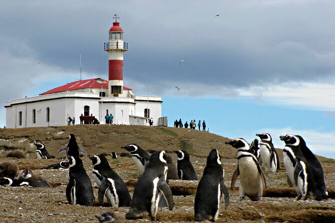 Half Day sailing Magdlena Island Penguin Colony P.Arenas October to March only - Timing problems and cruise-ship caution
