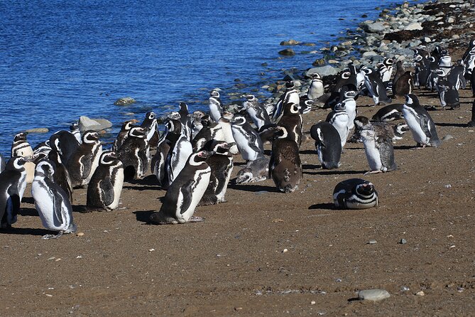 Half Day sailing Magdlena Island Penguin Colony P.Arenas October to March only - Weather, refunds, and a policy worth confirming