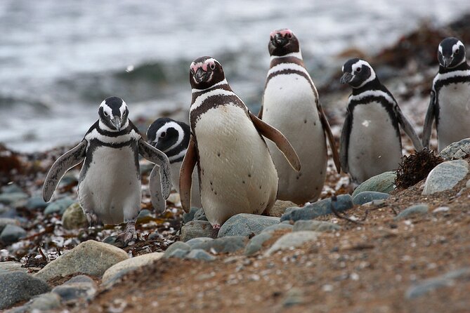 Half Day sailing Magdlena Island Penguin Colony P.Arenas October to March only - Who will enjoy this penguin outing most