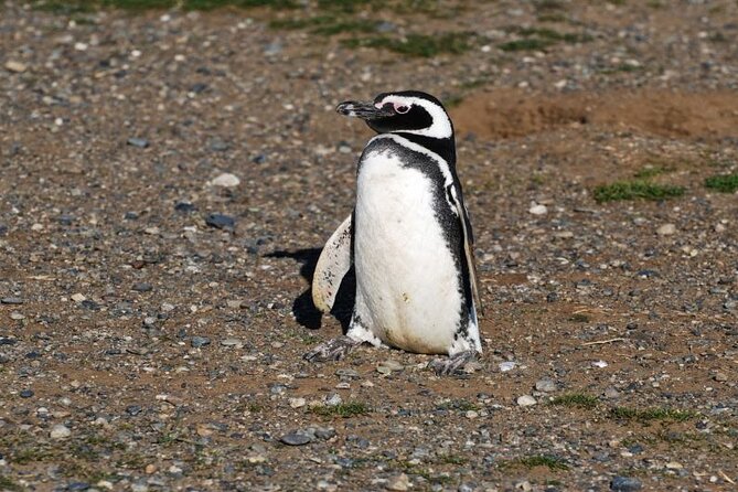 Half Day sailing Magdlena Island Penguin Colony P.Arenas October to March only - What you can expect on Isla Magdalena