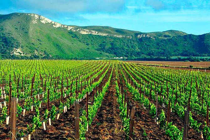 Half day Santa Rita and Undurraga Winery Tasting Tour in Santiago - Comparing the two tastings