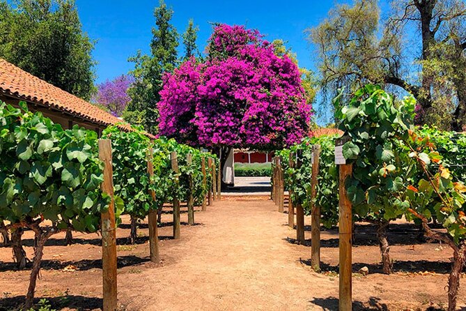 Half day Santa Rita and Undurraga Winery Tasting Tour in Santiago - Transport, group size, and the long day factor