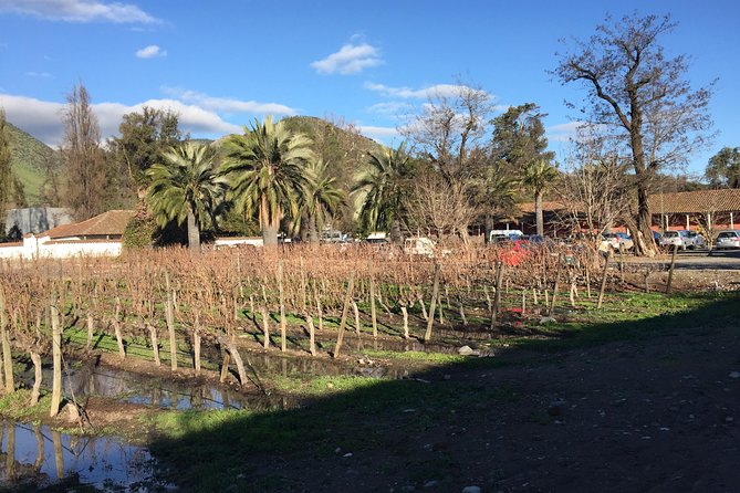 Half-Day Small-Group Santa Rita Vineyard Tour - From Bodega 1 to the bottling line