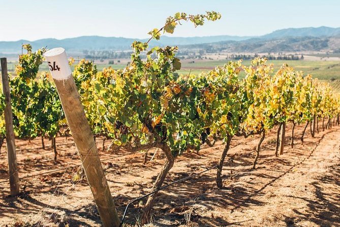 Half Day Trip to Casas del Bosque Vineyard from Santiago - Wine Tasting Included - Key points to know before booking