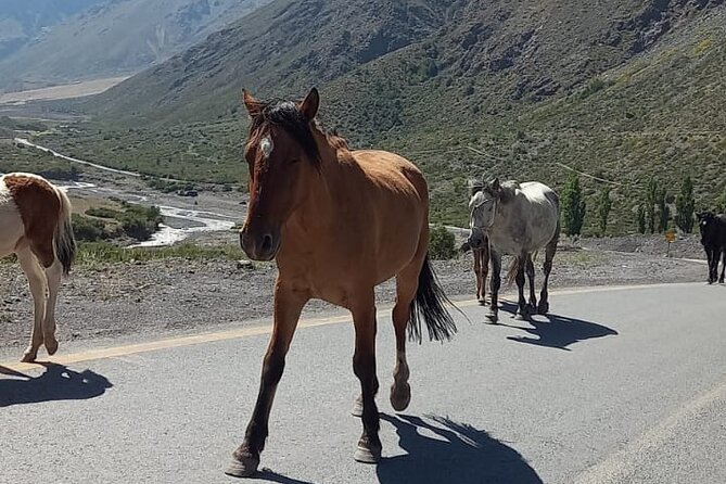 Horseback Riding in Santiago with Andes Views and Hotel Pickup - Weather can change the plan