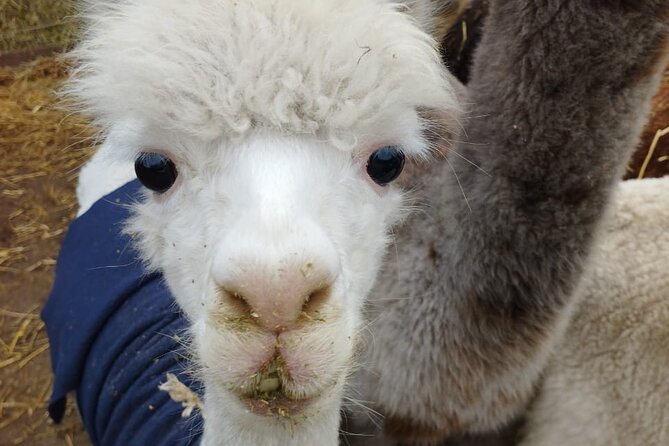 Horseback riding on beach, Winery, Alpacas, penguins & cowboyBBQ - Why this private Santiago day trip costs $350