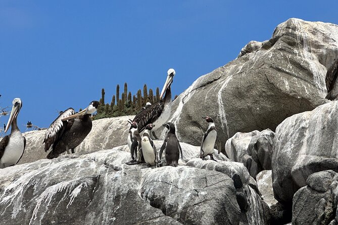 Horseback riding on beach, Winery, Alpacas, penguins & cowboyBBQ - Four wines in Casablanca