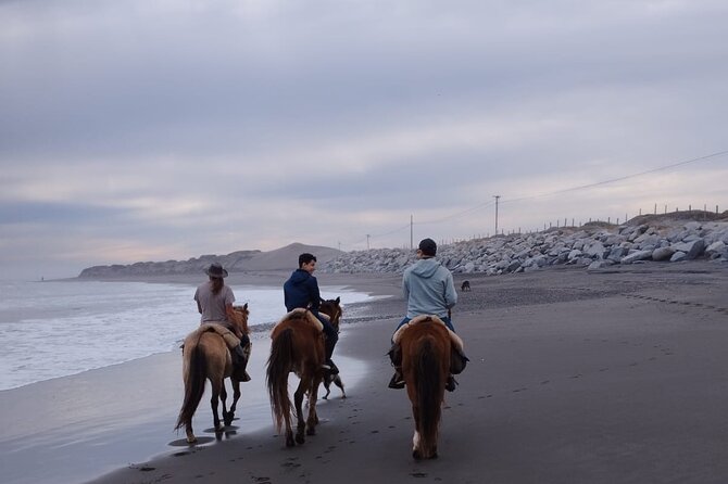 Horseback riding on beach, Winery, Alpacas, penguins & cowboyBBQ - Feeding alpacas at Quintessence Alpacas