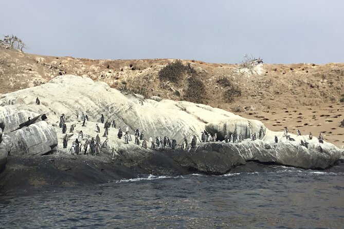 Horseback riding on beach, Winery, Alpacas, penguins & cowboyBBQ - Humboldt penguins near Valparaiso