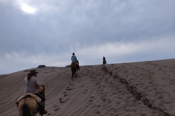 Horseback riding on beach, Winery, Alpacas, penguins & cowboyBBQ - Guide service and the feel of a private day