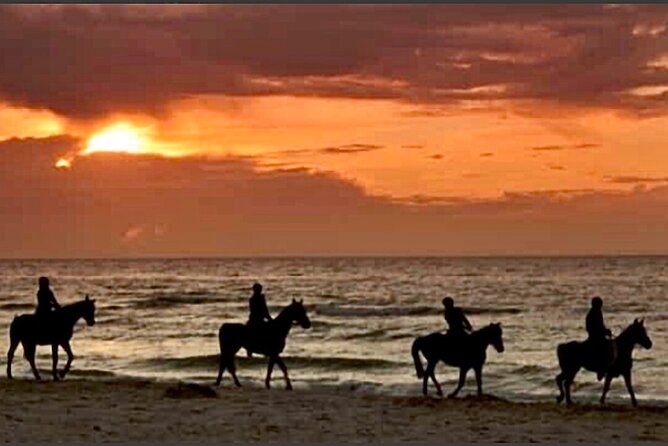 Horseback riding on beach, Winery, Alpacas, penguins & cowboyBBQ - Starting from Santiago and heading toward the coast