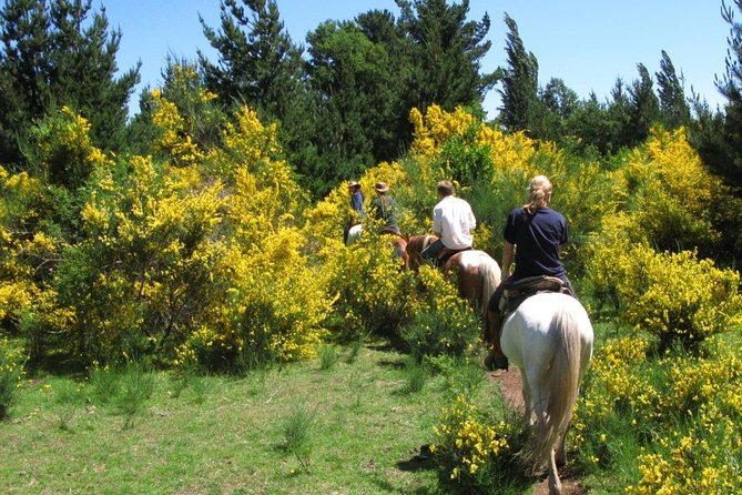 Horseback Trailride Excursion - Meeting your horse and easing into the ride