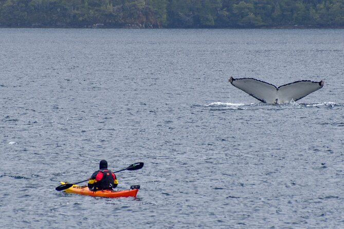 Kayaking with Whales and Wildlife Watching From Punta Arenas - Key points to know before booking
