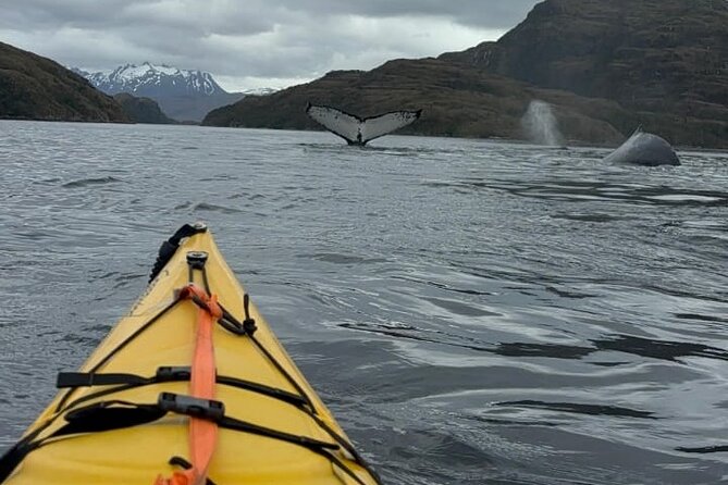 Kayaking with Whales and Wildlife Watching From Punta Arenas - Why this Punta Arenas whale trip takes all day