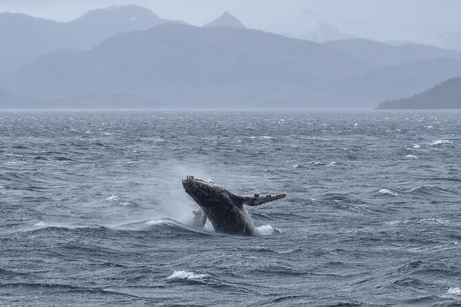 Kayaking with Whales and Wildlife Watching From Punta Arenas - Searching Francisco Coloane Marine Park