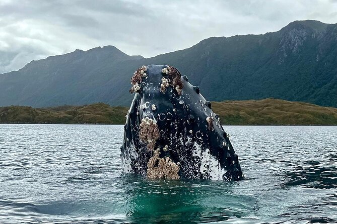 Kayaking with Whales and Wildlife Watching From Punta Arenas - The important whale and weather limitation