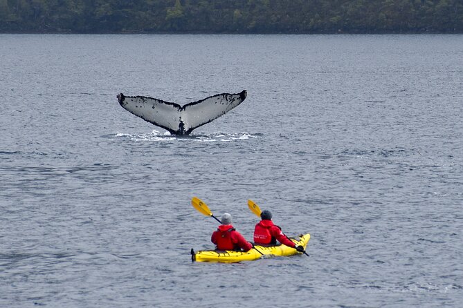Kayaking with Whales and Wildlife Watching From Punta Arenas - Guides, equipment, and safety