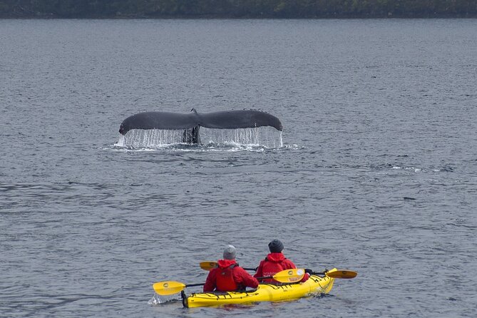 Kayaking with Whales and Wildlife Watching From Punta Arenas - Is $790 a fair price?