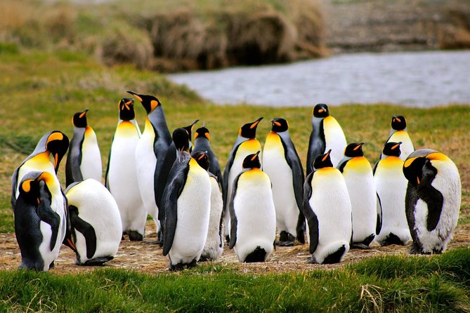 King Penguin Nature Reserve - Tierra del Fuego Island - Quick Takeaways Before You Book