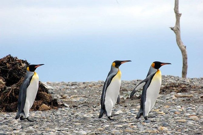 King Penguin Nature Reserve - Tierra del Fuego Island - Why the King Penguin Reserve Is Worth the Effort